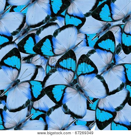 Compilation Of  Blue Butterflies In A Great Background Texture
