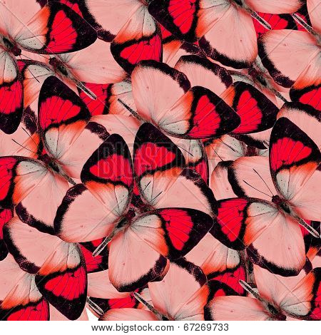 Compilation Of Yellow Orange Tip Butterflies In A Great Red Background Texture