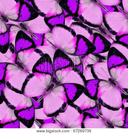 Compilation Of Yellow Orange Tip Butterflies In A Great Purple Background Texture