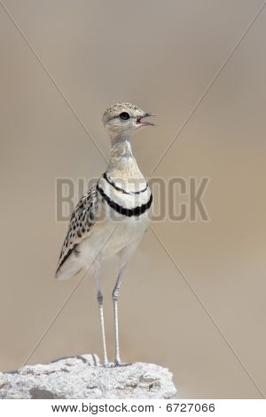 Double-banded Courser