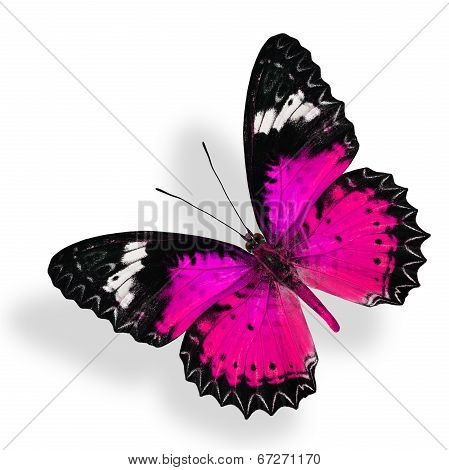 Flying Pink Butterfly Isolated On White Background With Soft Shadow