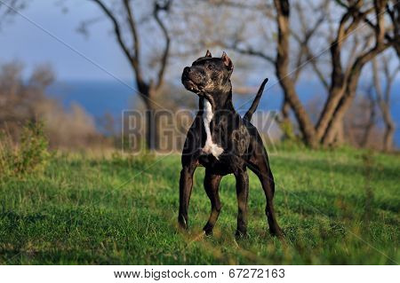 Black dog breed pit bull. Dog standing on a beautiful background.