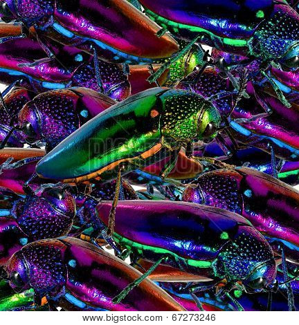Mix Of Beautiful Jewel Beetle Or Metallic Wood-boring (buprestid) In A Great Background Patterns