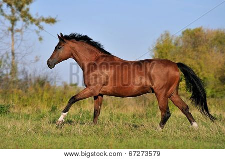 Brown horse runs gallop in a field on a beautiful background