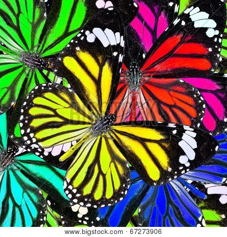 Mix Of Many Colorful Butterflies In To Greatb Background Patterns