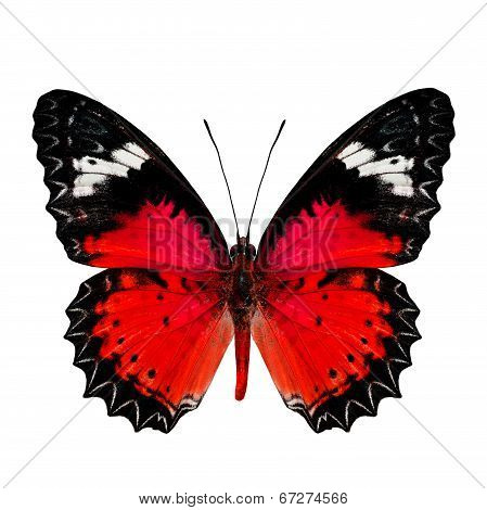 Nice Of Red Butterfly In Fancy Color Profile Isolated On White Background