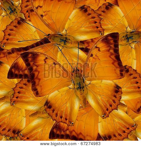 Pile Up Of Malay Rajah Butterflies In Full Framing