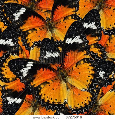 Pile Up Of Many Beautiful Malay Lacewing Butterflies In Full Framing Background Texture