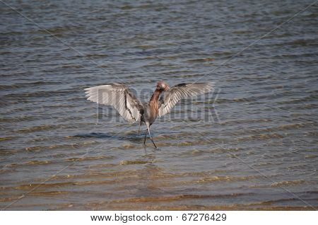 A Reddish Egret performs a hunting dance