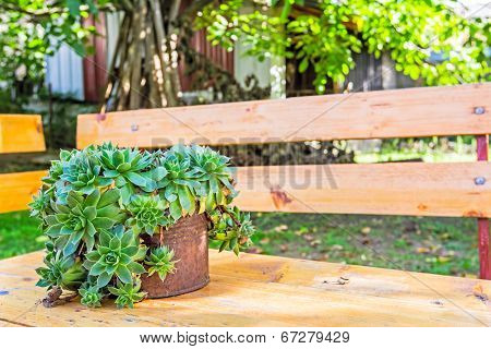 Succulent Plant Container Garden