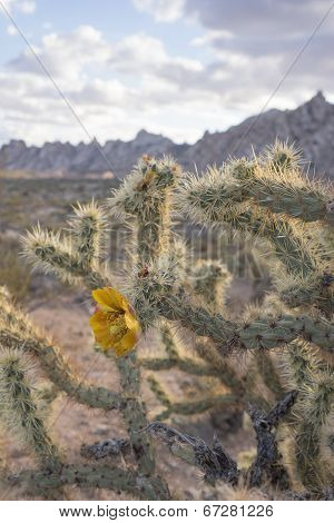 Blooming Cholla