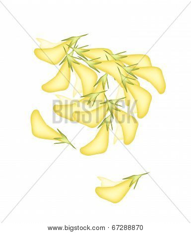 Pile Of Fresh Sesbania Javanica On White Background