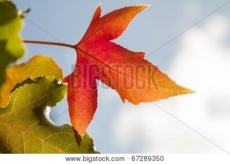 Red maple leaves on green moss