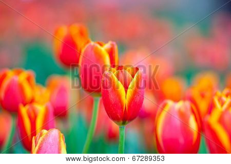 Orange tulips