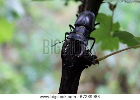 Stag-beetle