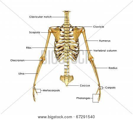Ribs_hands