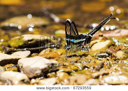 Green Dragontail Butterfly