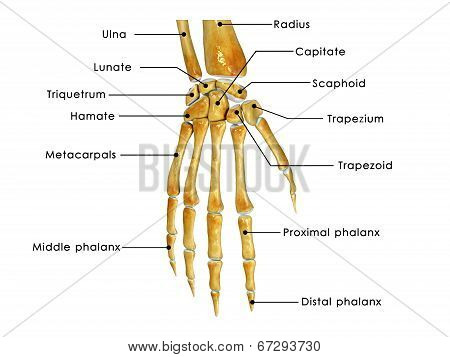 Wrist Anatomy