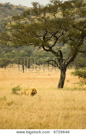 Leone