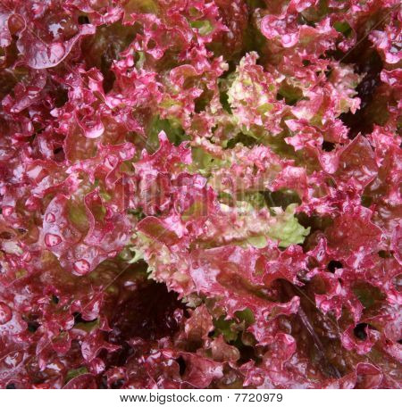 Lollo Rosso lattuga