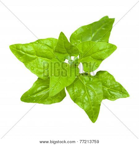 Tetragonia Tetragonioides