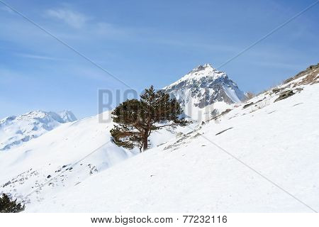 Tree On A Mountain Slope
