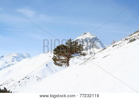 Tree On A Mountain Slope