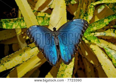 Borboleta azul