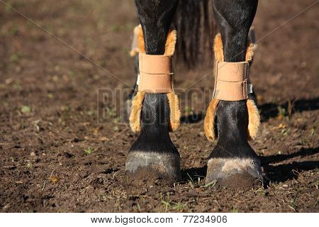 Close Up Of Horse Legs