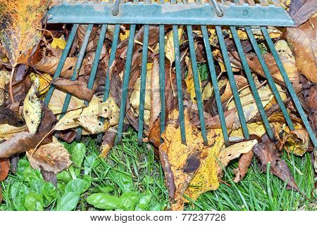 Raking Autumn Leaves