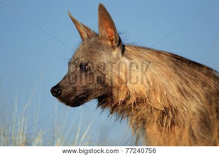 Portrait of a brown hyena (Hyaena brunnea) against a blue sky, Kalahari desert, South Africa