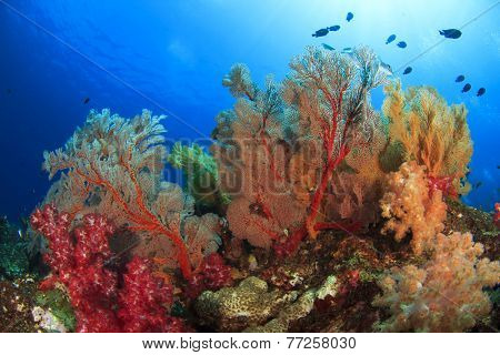 Gorgonian Fan Corals