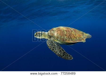 Green Sea Turtle underwater in sea beside tropical island paradise