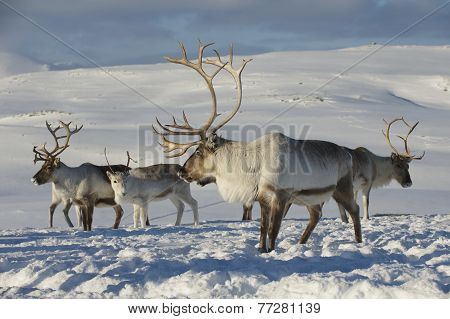 Reindeers in natural environment, Tromso region, Northern Norway