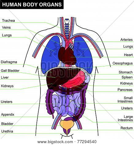 Human Body Organ.eps