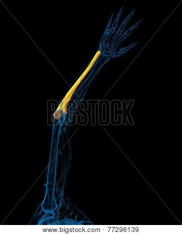 3D Render Medical Illustration Of The Ulna Bone