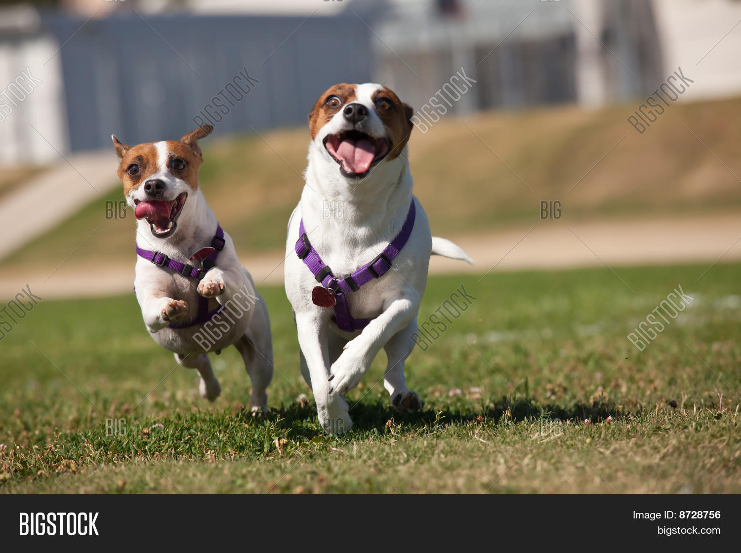 Energetic Jack Russell Image & Photo (Free Trial) Bigstock