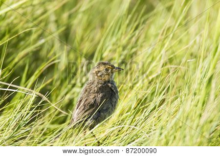 Saltmarsh Sparrow
