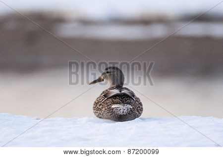 Female Mallard