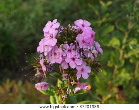 Blooming inflorescence closeup