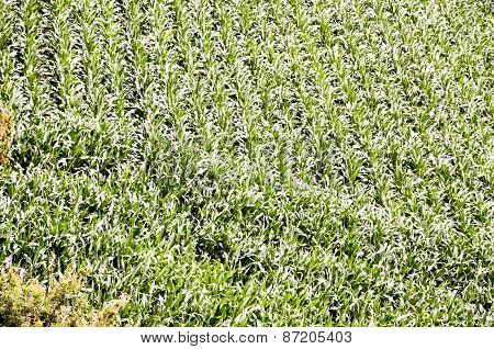 European OGM Growing Green Corn Field