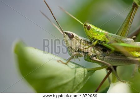 Grasshoopers