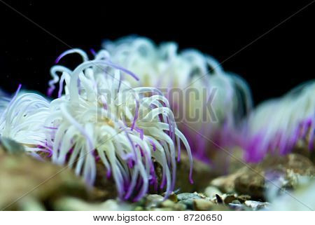 anemone di mare
