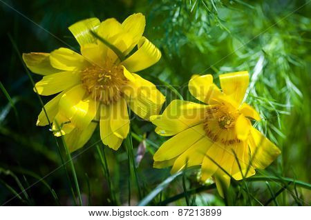 Beautiful Spring Yellow Flowers  Pheasant's Eye