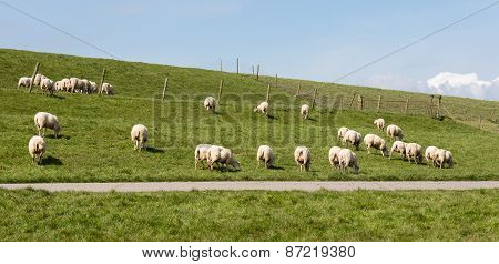 Flock Of Sheep Grazing Along A Dutch Dike