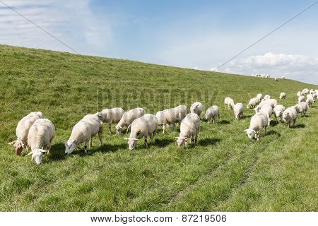 Flock Of Sheep Grazing Along A Dutch Dike