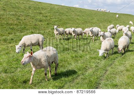 Flock Of Sheep Grazing Along A Dutch Dike