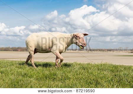 Sheep With Red Head Grazing At Dutch Dike