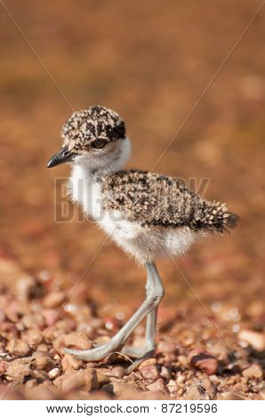 Lapwing Chick On Pebble Beach By Lake Victoria