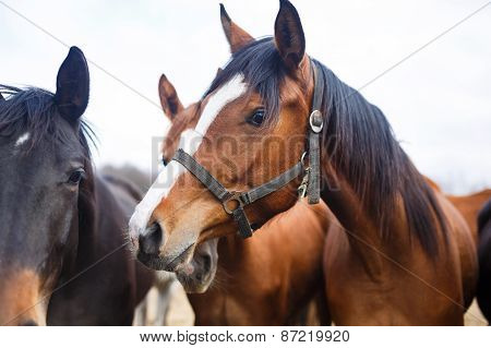 Portrait Of Horses